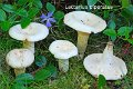 Lactifluus piperatus-amf1121